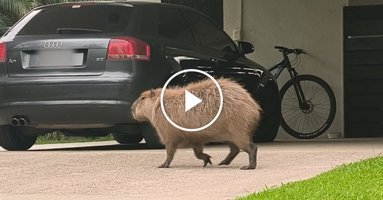 Capybara-facebookJumbo.png